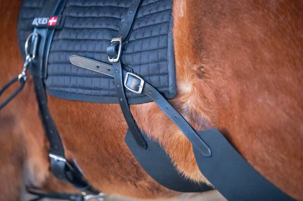 Hovedbilde Eques Core trainer Longering System