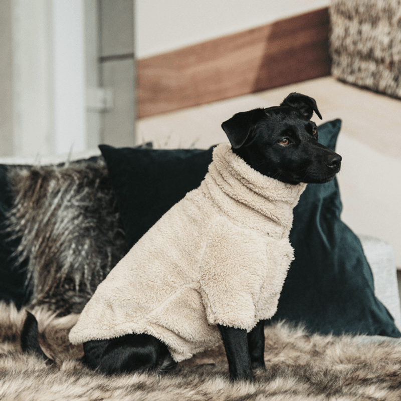 Kentucky Dog Sweater Teddy Fleece