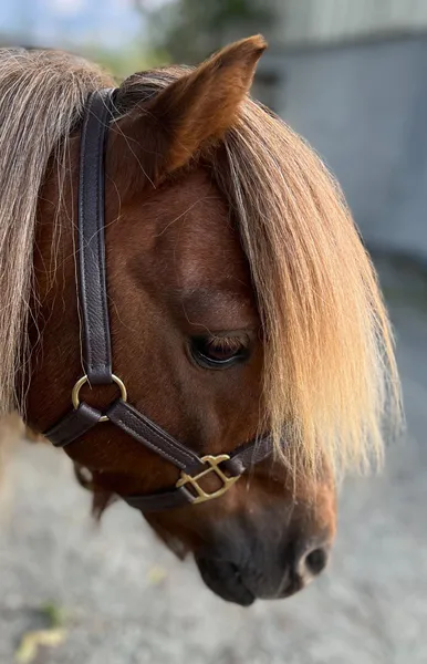 Hovedbilde SE Design Føll/Shetland grime