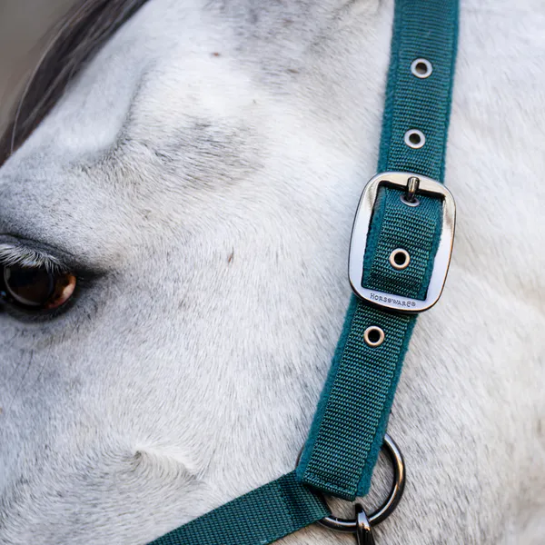 Hovedbilde Horseware Grime og Leietau - Dynasty Green