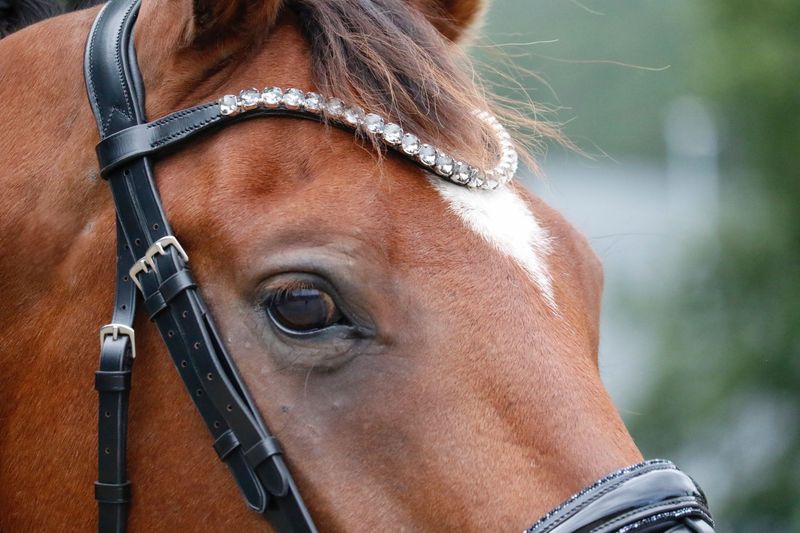 SE Design Onyx Dressur Hodelag