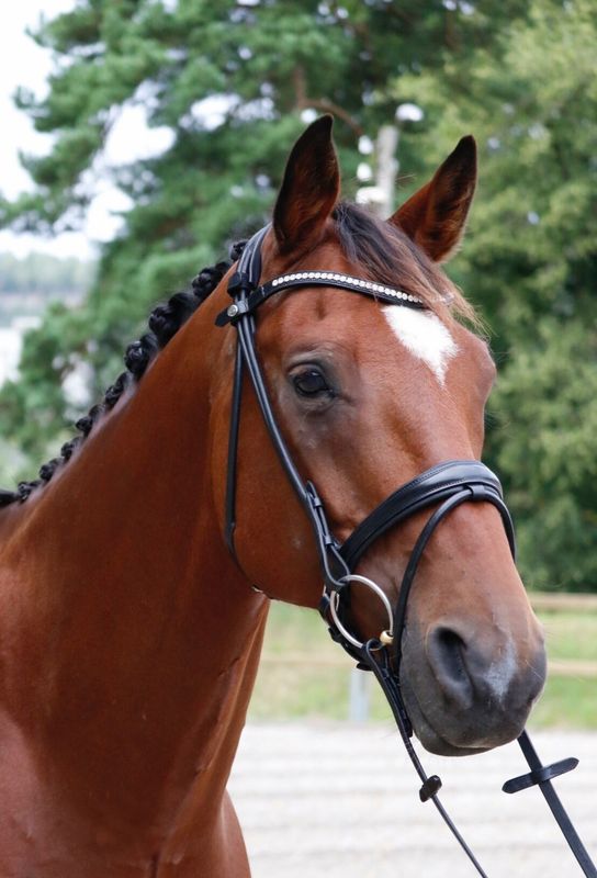 SE Design Diamant Rundsydd Dressurhodelag