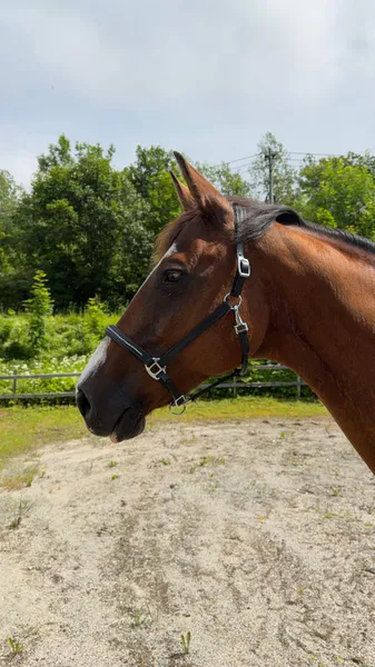 Hovedbilde SE Design Opal Lærgrime m/bling