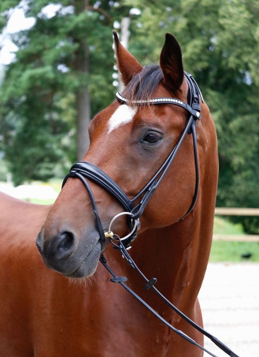 SE Design Diamant Rundsydd Dressurhodelag