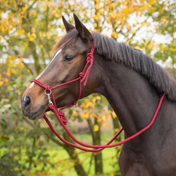 Hovedbilde Taugrime med tøyler