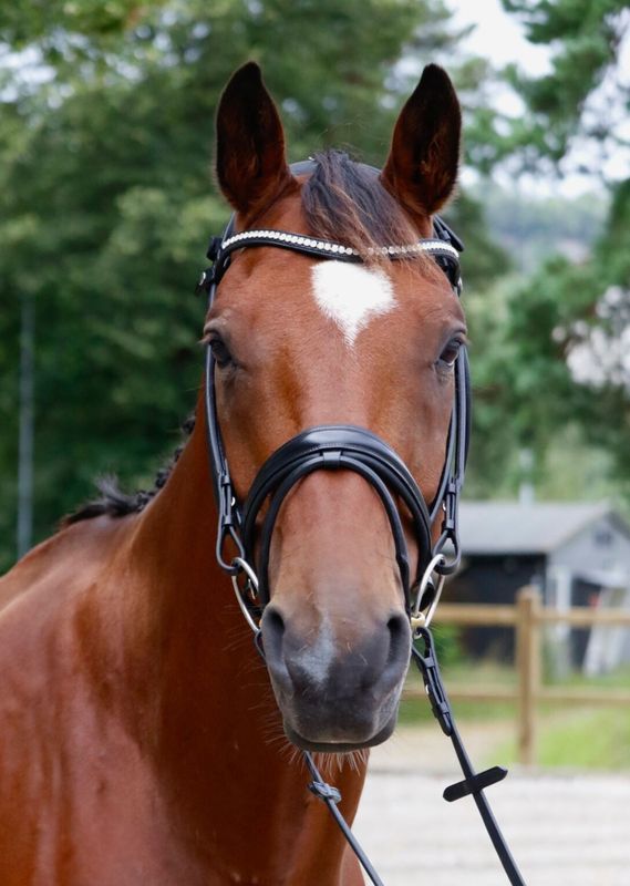 SE Design Diamant Rundsydd Dressurhodelag