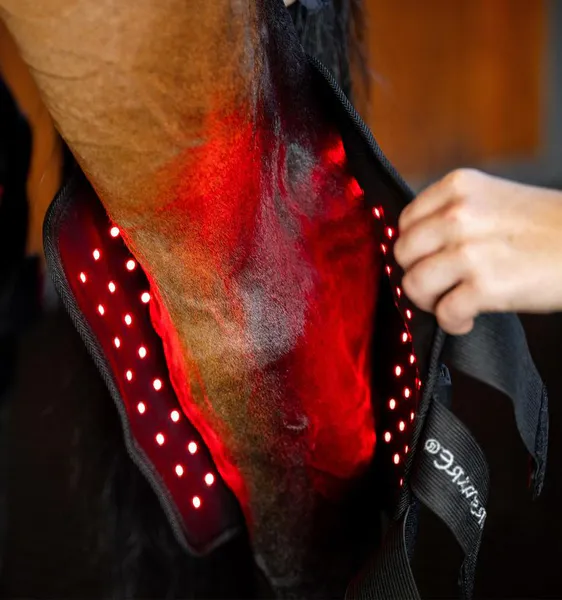 Hovedbilde Horseware LED Red Light Therapy Hase Boot - Høyre